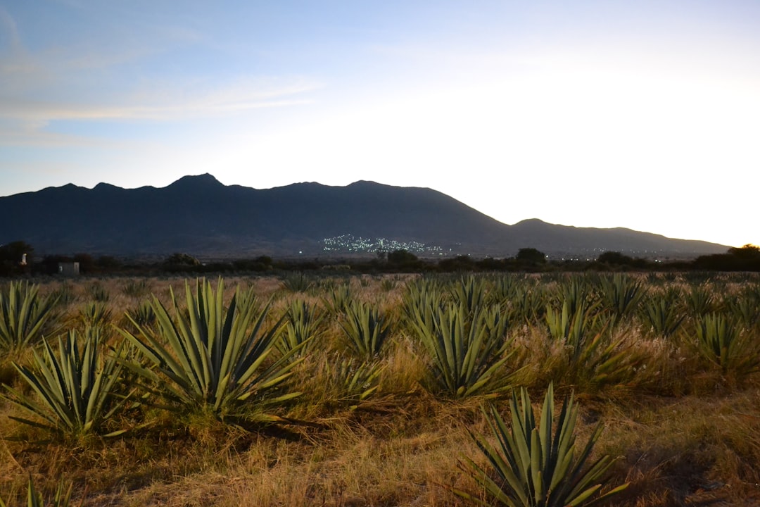Crafting the Perfect Margarita with Camarena Tequila
